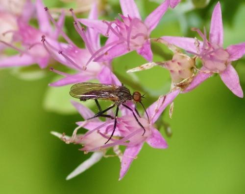 Empis sp.